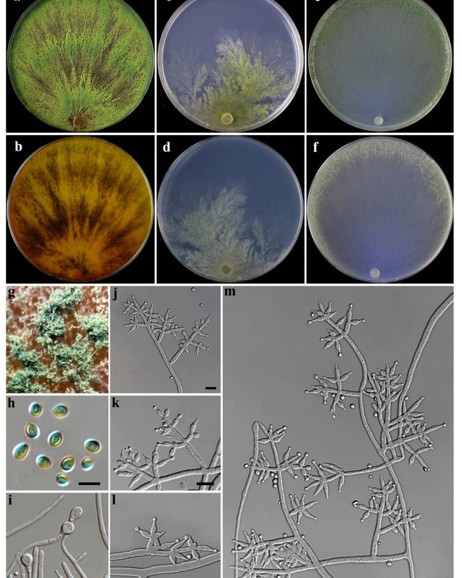 Discovery of a New Fungus Species Trichoderma